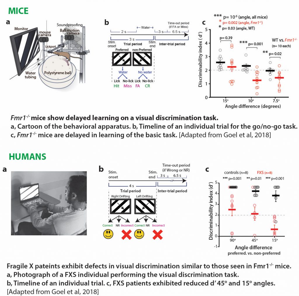 Mouse Models of Autism UCR Goel Lab